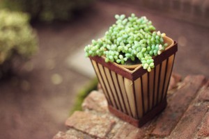 potted plant